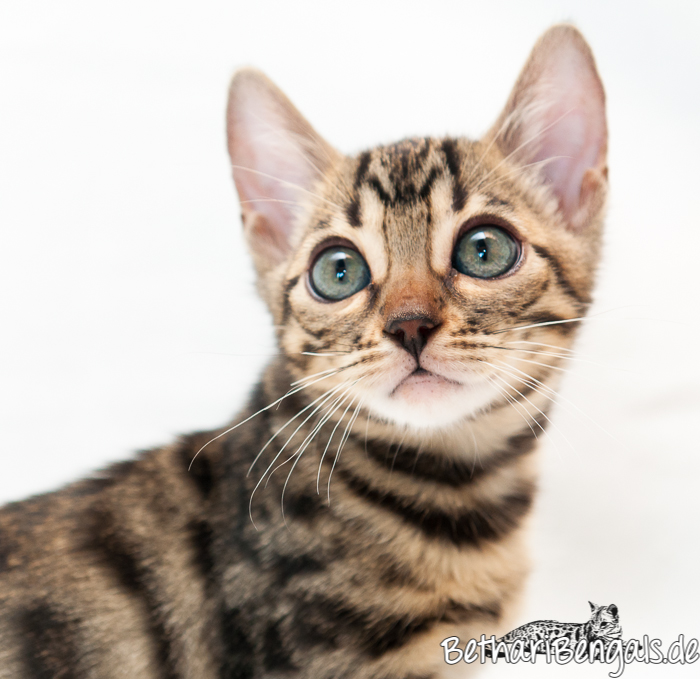 Bengal rosetted